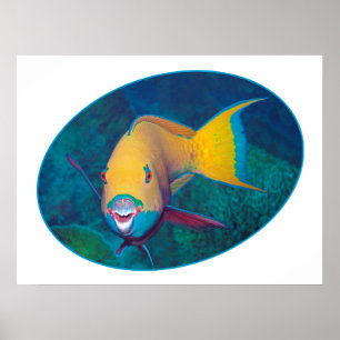 Parrotfish Underwaterphoto - Photographic design   Poster