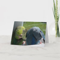 Parrotlet Birds Humourous Greeting Card Photo