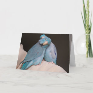 Parrotlet Pals Pacific Blue Birds Greeting Card