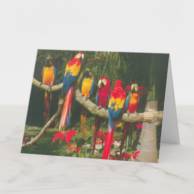 Parrots and Poinsettias Christmas Card (Creator Uploaded)