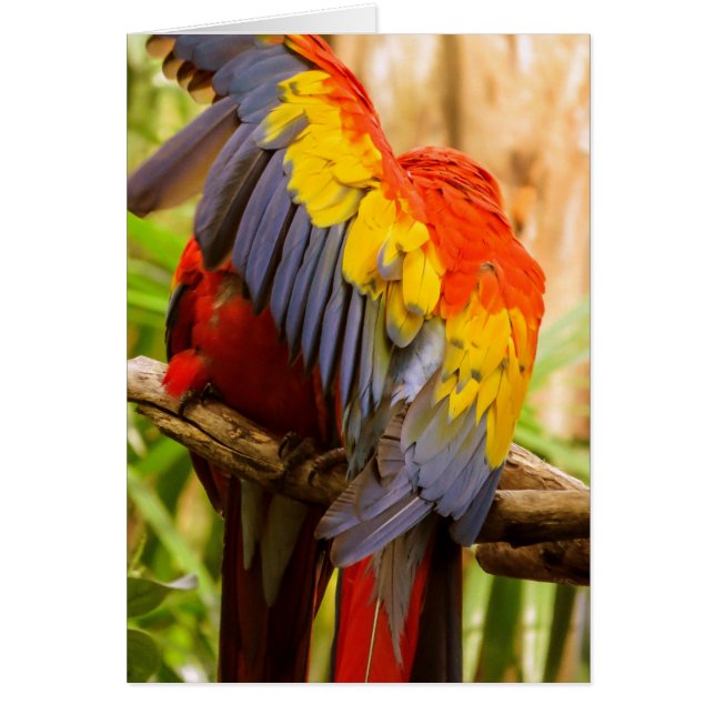 Parrots Do not disturb! Scarlet Macaw (Front)