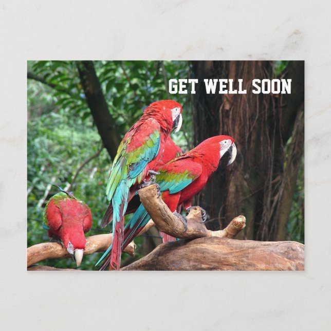 parrots get well soon card (Front)