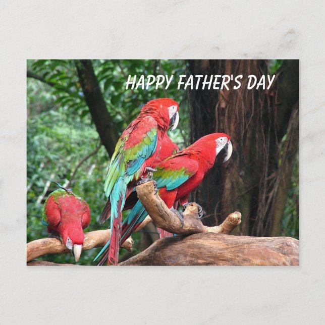 Parrots Happy Father's Day Postcard (Front)