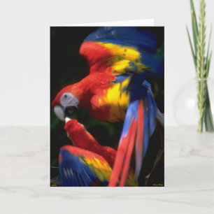 Parrots In Love Card