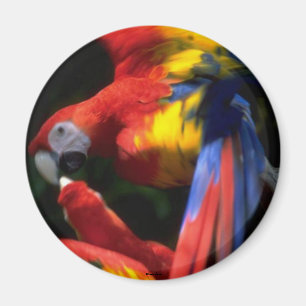 Parrots In Love Magnet