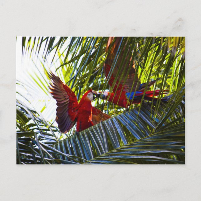 Parrots in Palm Trees Postcard (Front)