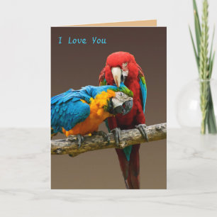 Parrots Love Gold and Blue Macaw Scarlett Macaw Card