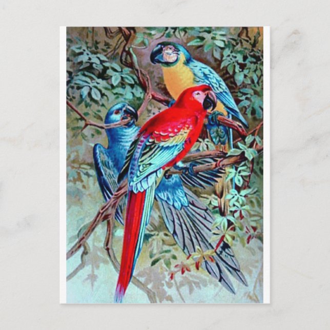 Parrots macaw wild birds colourful painting postcard (Front)