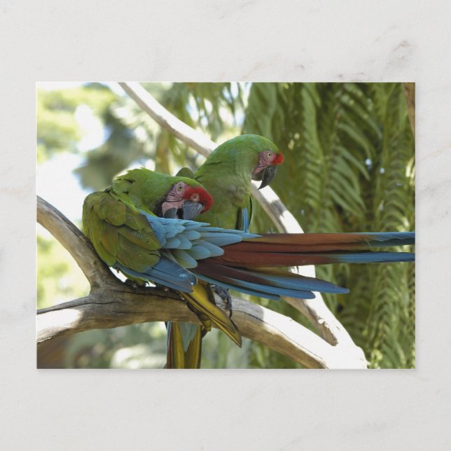 Parrots Postcard (Front)
