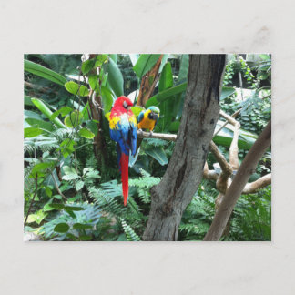 Parrots Postcard