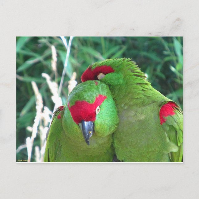 Parrots Postcard (Front)