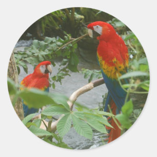 Parrots - scarlette macaw stickers