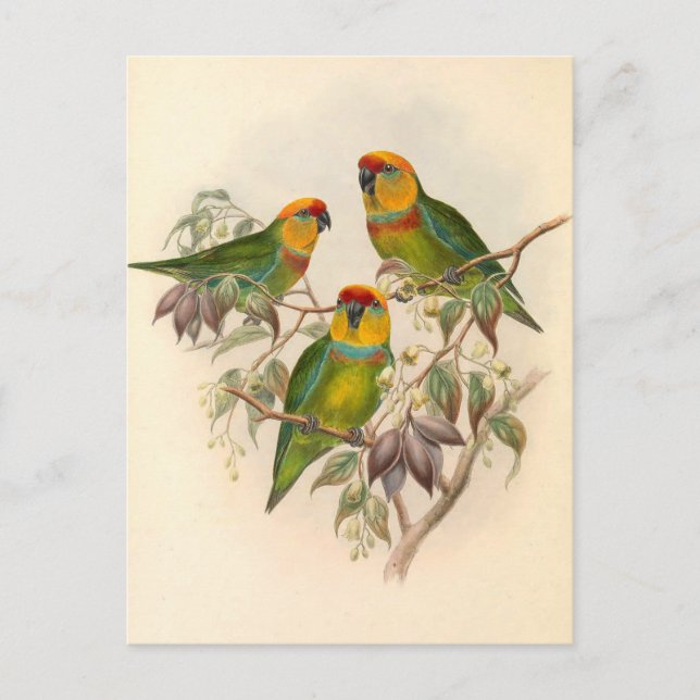Parrots, Vintage, Bird Illustration, Bohemian Postcard (Front)