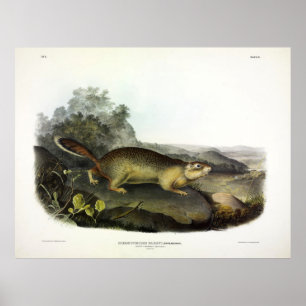 Parry's Marmot Squirrel or Arctic Ground Squirrel Poster