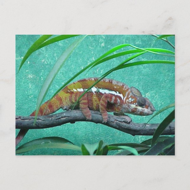 "Parson's Chameleon" Postcard (Front)