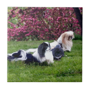 Parti-Colour Pekingese Dogs Tile
