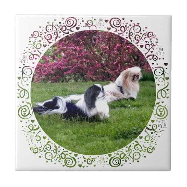 Parti-Colour Pekingese Dogs Tile (Front)