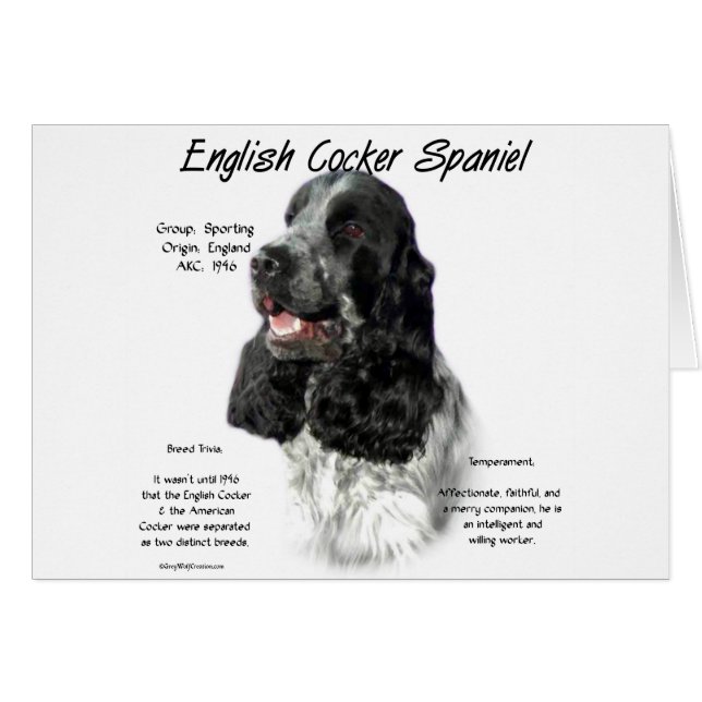 Parti English Cocker Spaniel History (Front Horizontal)