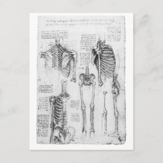 Partial Ribs and Pelvic Vintage Skeletal Diagram Postcard