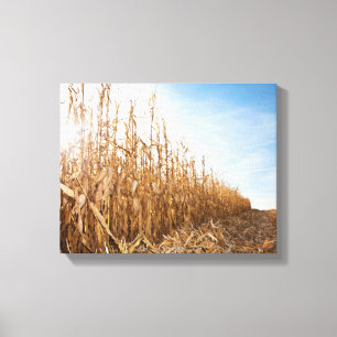 Partly Harvested Corn Field Canvas Print