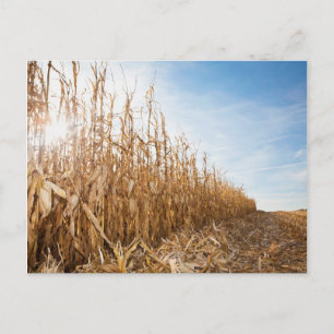Partly Harvested Corn Field Postcard