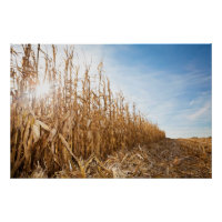 Partly Harvested Corn Field