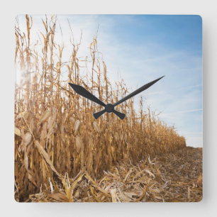 Partly Harvested Corn Field Square Wall Clock