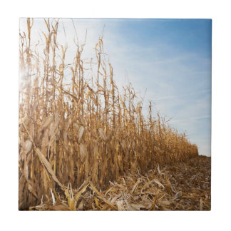 Partly Harvested Corn Field Tile