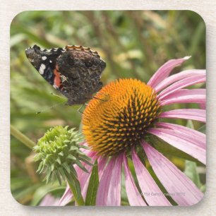 partnership, symbiotic, helping, beauty, coaster