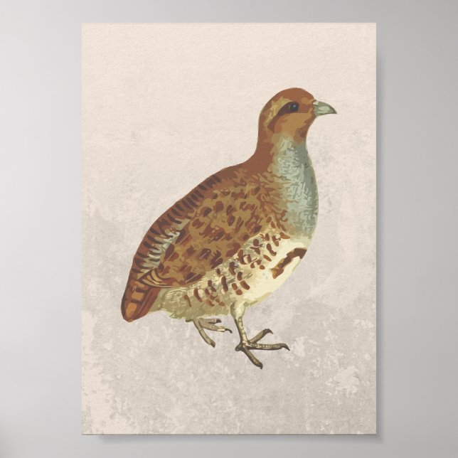 Partridge Bird Illustration Poster (Front)