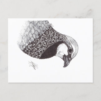 PARTRIDGE HOLIDAY POSTCARD