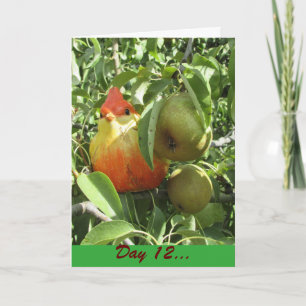 Partridge? In a Pear Tree. Bird under cover Holiday Card