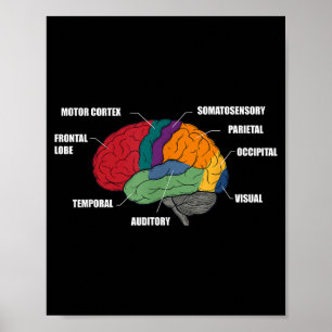 Parts of the brain anatomy colourful diagram poster