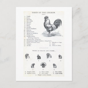 Parts of the Chicken Postcard