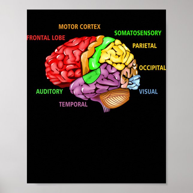 Parts The Brain Anatomy Colourful Diagram Learning Poster (Front)