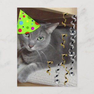 Party Animal Grey Cat Invitation Postcard