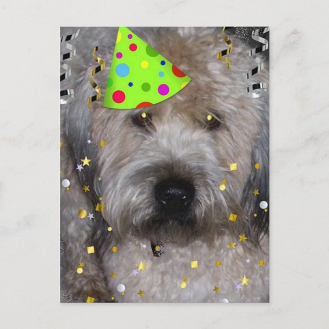 Party Animal Wheaton Terrier Postcard (Front)