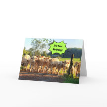 Party Til The Cows Come Home Birthday