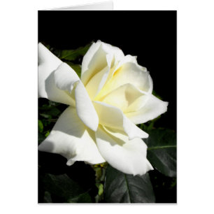Pascali white hybrid tea rose card