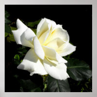 Pascali white hybrid tea rose