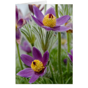Pasque Flower or Pulsatilla