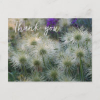 Pasque Flower Seed Heads Thank You Postcard