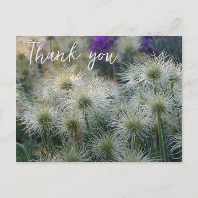Pasque Flower Seed Heads Thank You Postcard (Front)