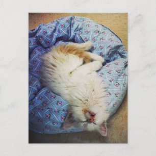 pass out postcard