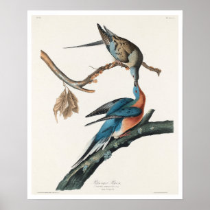Passenger Pigeon by Audubon Poster