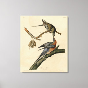 Passenger Pigeon from Audubon's Birds of America Canvas Print