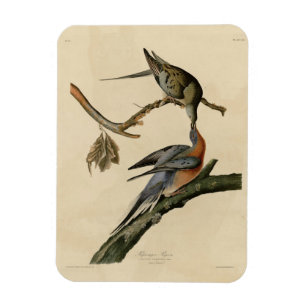 Passenger Pigeon from Audubon's Birds of America Magnet