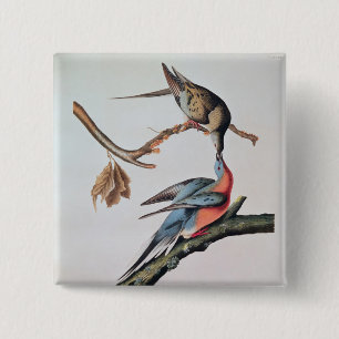 Passenger Pigeon, from 'Birds of America' 15 Cm Square Badge