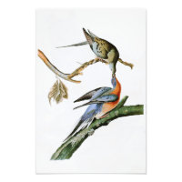 Passenger Pigeon John Audubon Birds of America