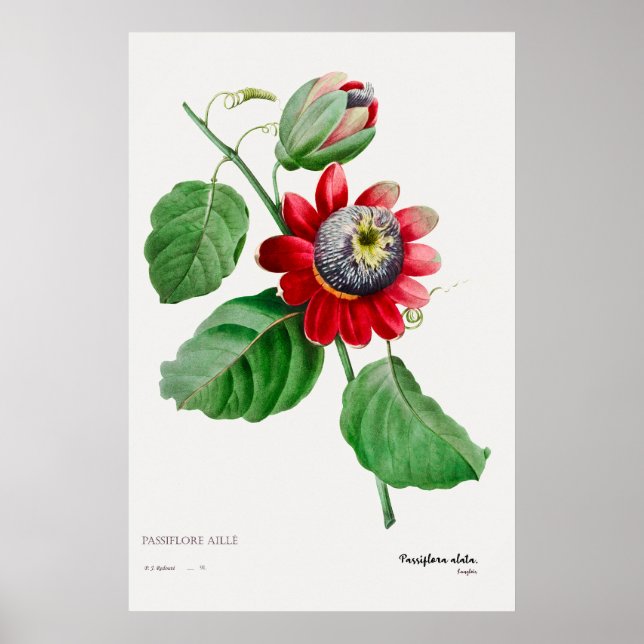 Passiflora Ailee - Stunning Botanical Art Poster (Front)